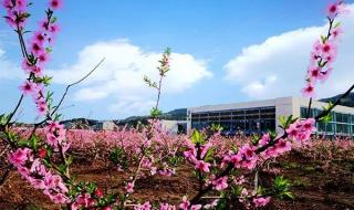 表示春天的成语早春二月、阳春二月、春色宜人、春风习习、桃李春风、含苞欲放 校园春色春暖花开